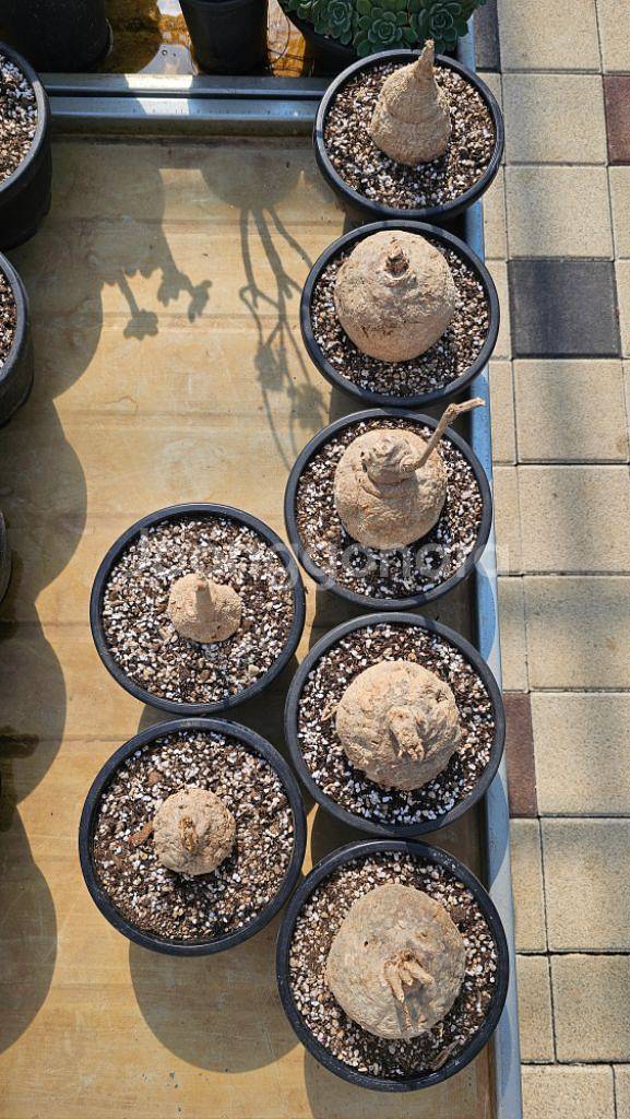 푸레나칸타 말비폴리아 아프리카식물 코덱스--2