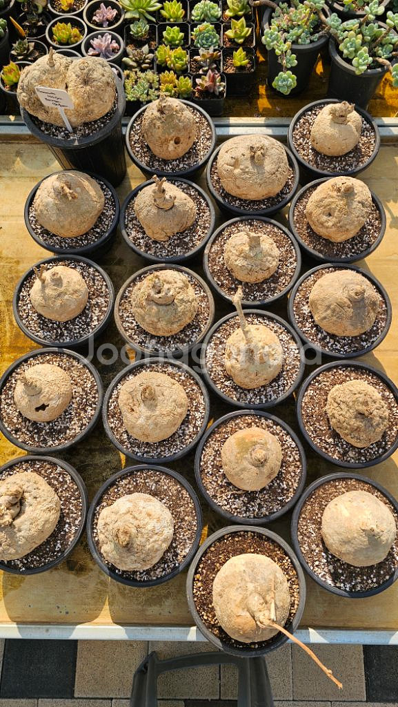 푸레나칸타 말비폴리아 아프리카식물 코덱스--3