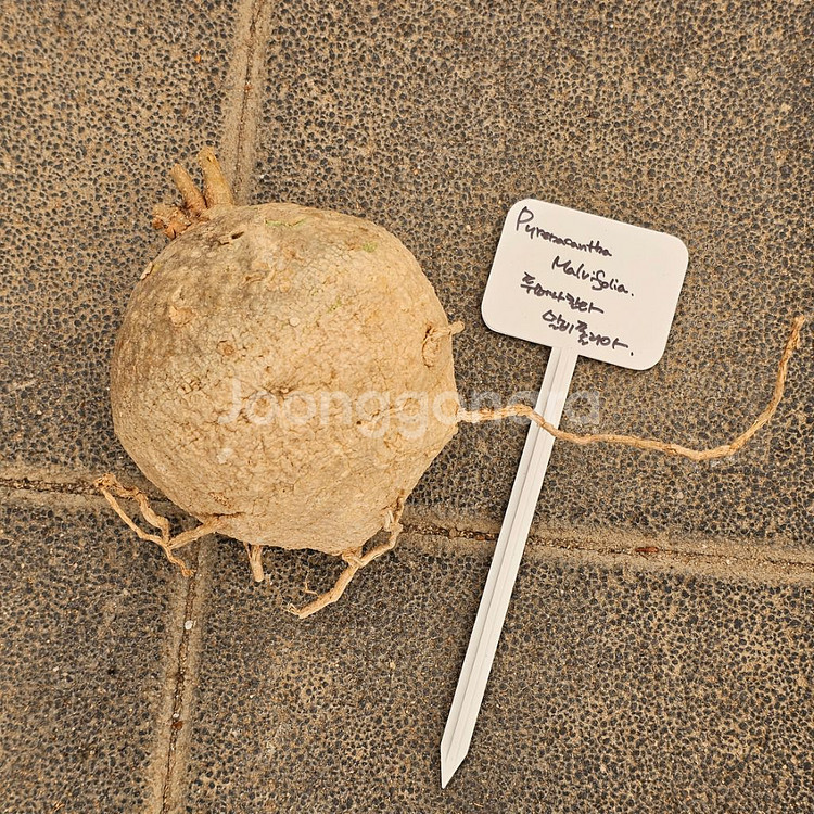 푸레나칸타 말비폴리아 아프리카식물 코덱스--1