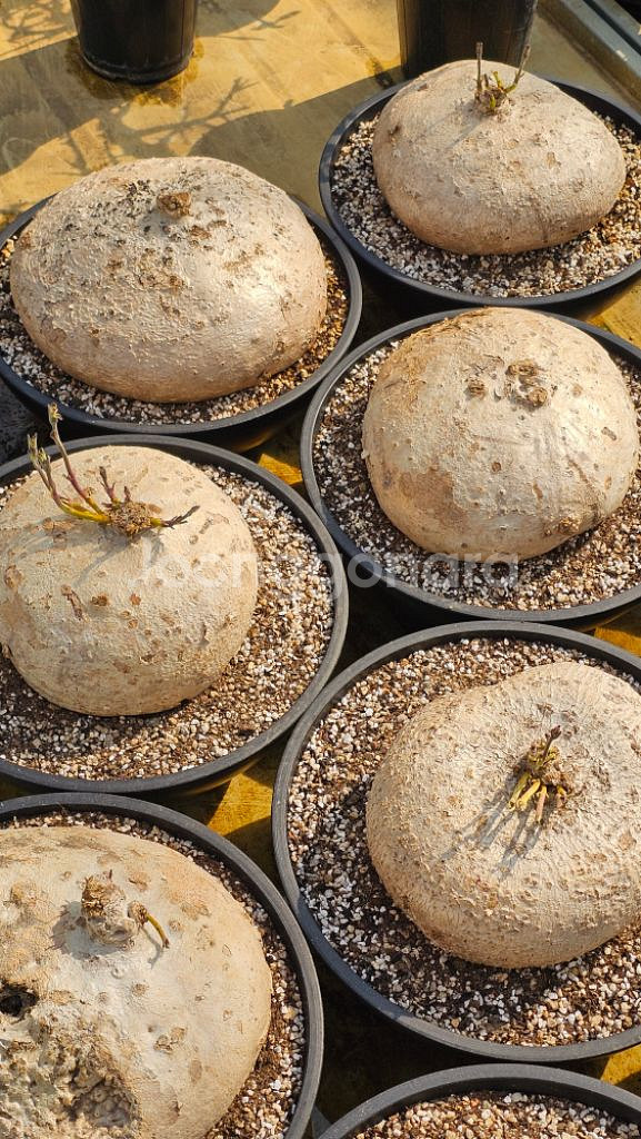 라피오나쿰 부르케이 아프리카식물 코덱스--4