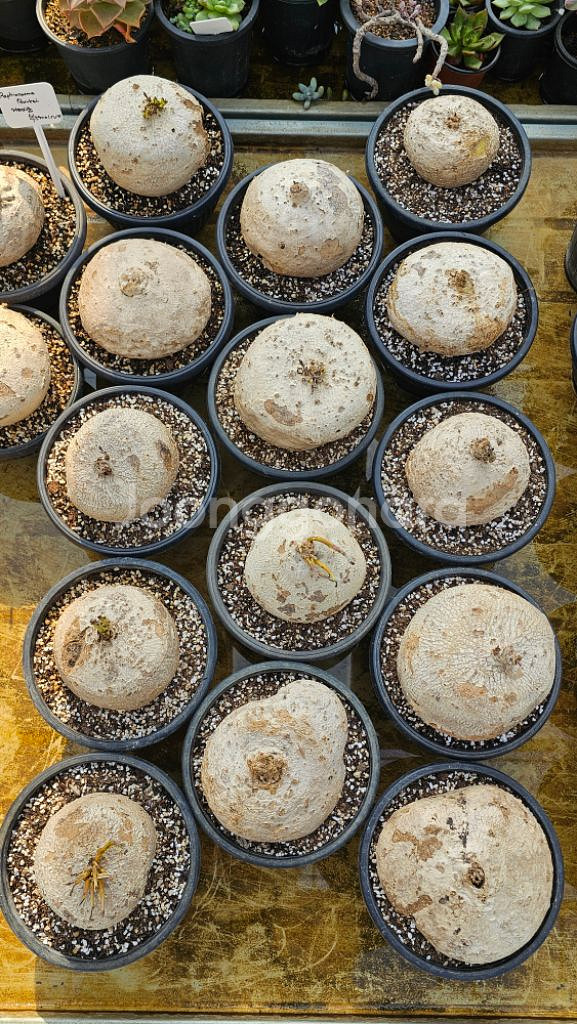 라피오나쿰 부르케이 아프리카식물 코덱스--2