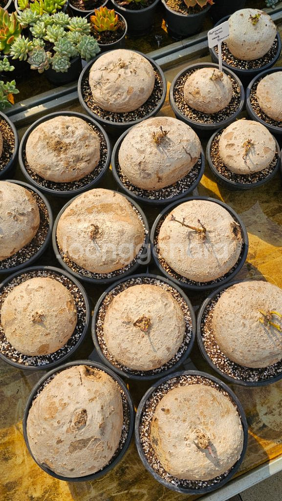 라피오나쿰 부르케이 아프리카식물 코덱스--3