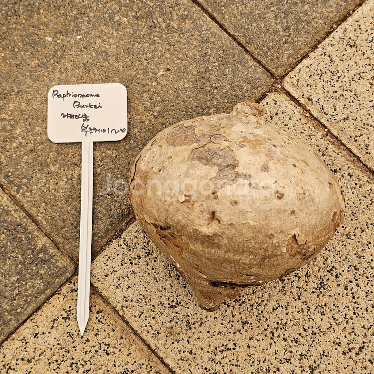 라피오나쿰 부르케이 아프리카식물 코덱스--1