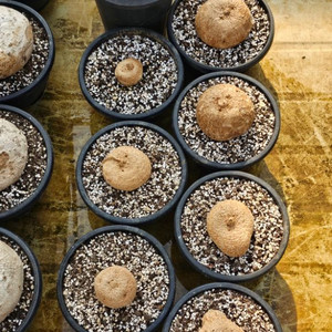 트로초메리아 폴리모르파 아프리카식물 코덱스