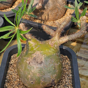 파키포디움 그락실리우스 (아프리카식물/코덱스)