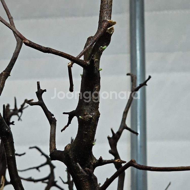 코미포라 밀드브래디 (아프리카식물/코덱스)--2