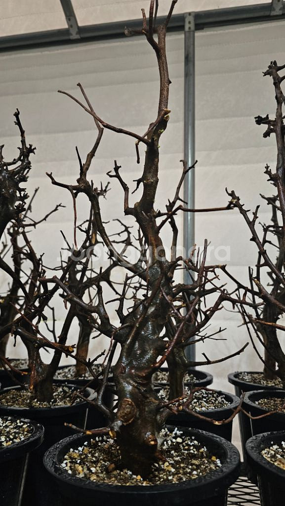 코미포라 밀드브래디 (아프리카식물/코덱스)--1