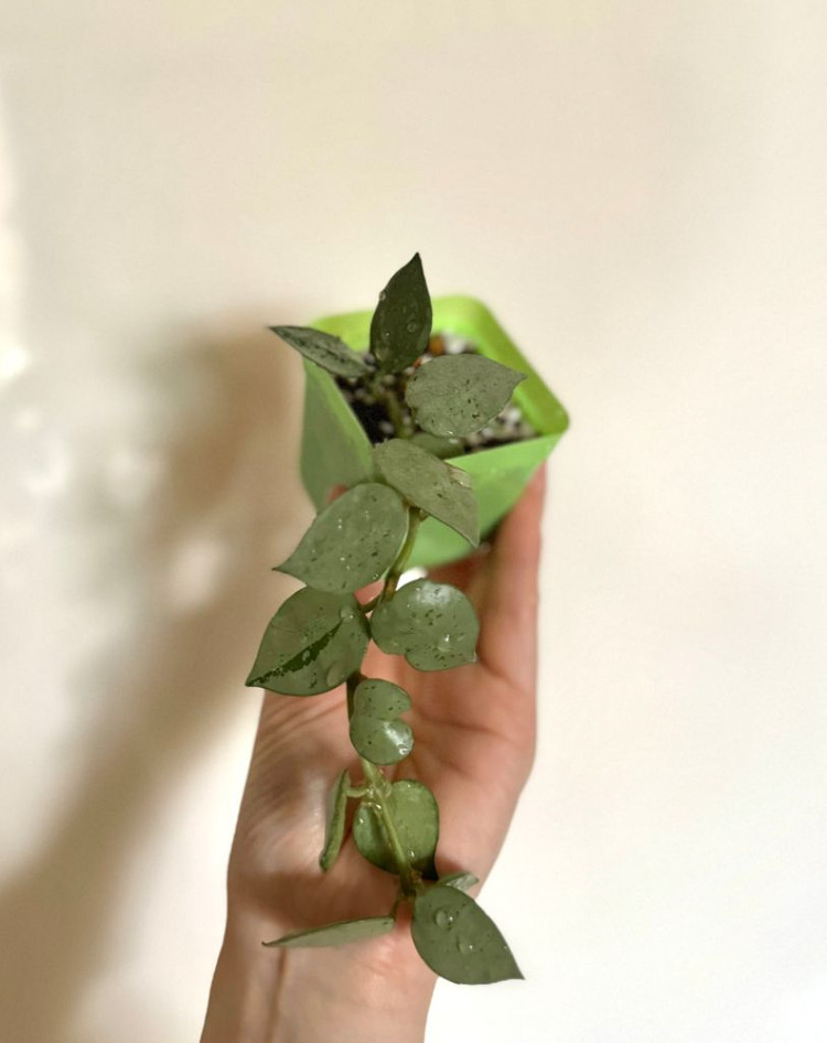 (일괄) 호야 크로니아나 슈퍼에스키모/크로니아나 실버--1