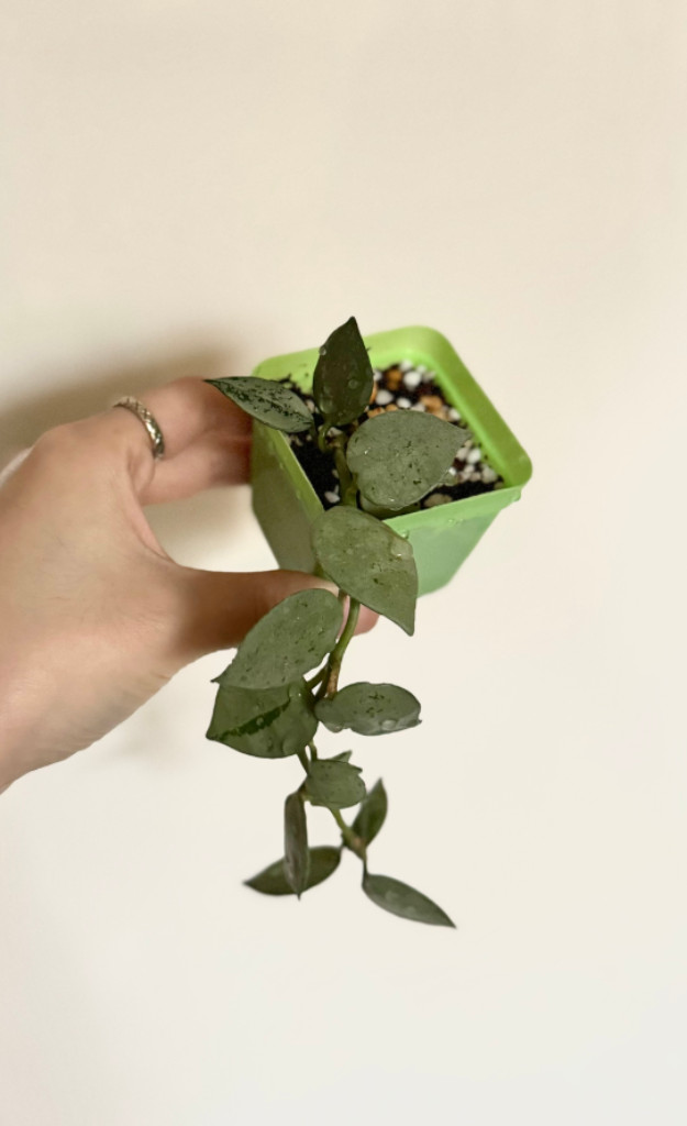 (일괄) 호야 크로니아나 슈퍼에스키모/크로니아나 실버--3