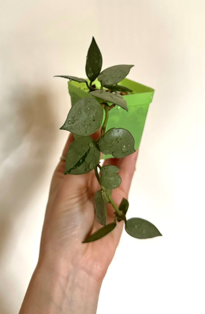 (일괄) 호야 크로니아나 슈퍼에스키모/크로니아나 실버--2