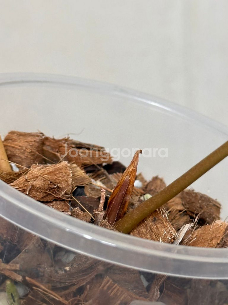 안스리움 파필리라미넘 포츠셔먼 (파필 포트셔먼)--1