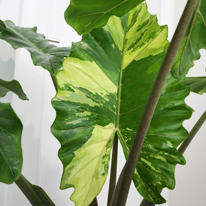 (잎4장!!) 초대품! 알로카시아 포토도라 바리에가타