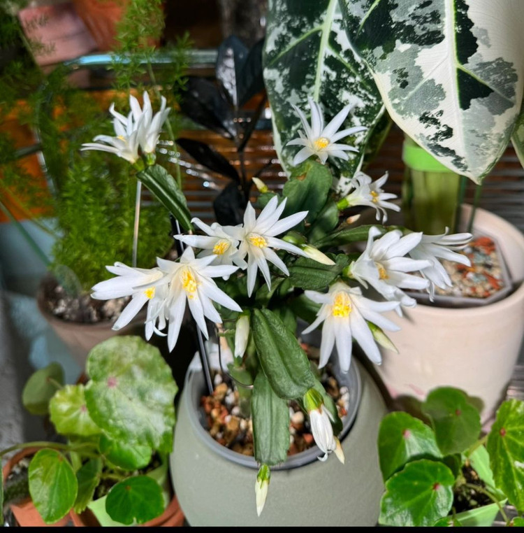 봄 원종 흰게발선인장 (가재발 x)--1