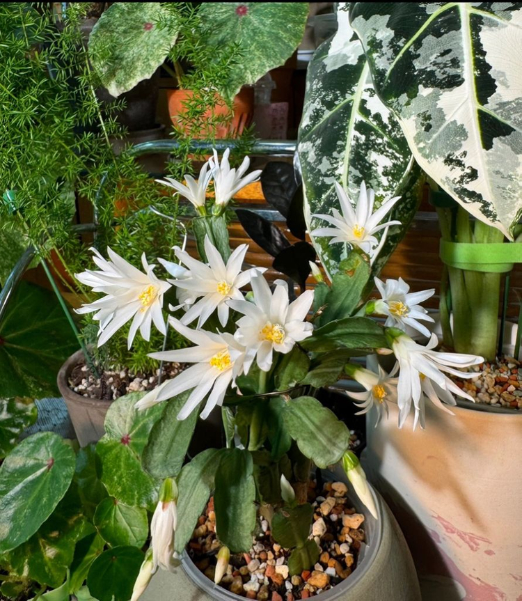 봄 원종 흰게발선인장 (가재발 x)--2