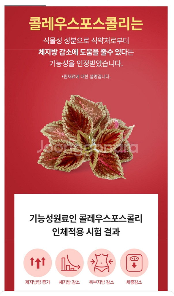 빨간통 다이어트 체지방감소 복부지방감소 체중감소 신봉선--4