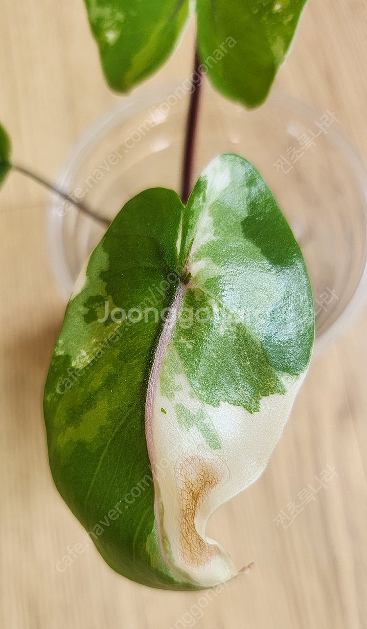 알로카시아 블랙스템 바리에가타--1