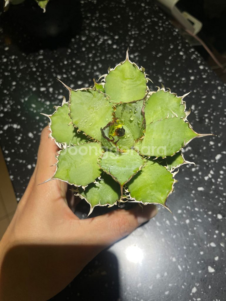 아가베 드워프, 필리그리--1