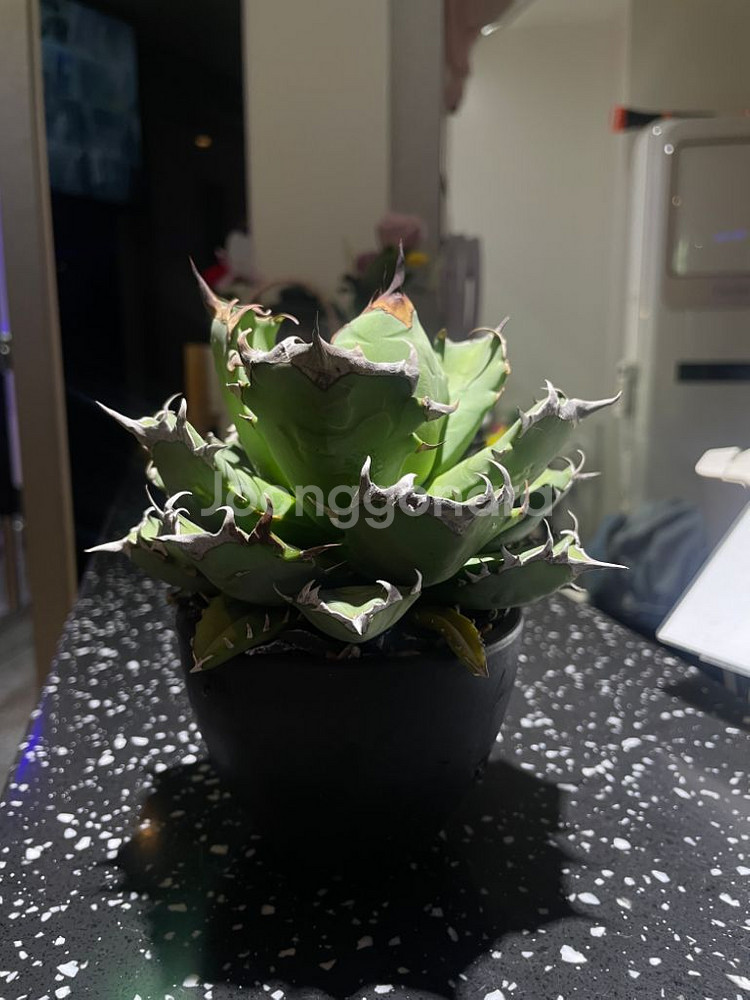 아가베 드워프, 필리그리--2