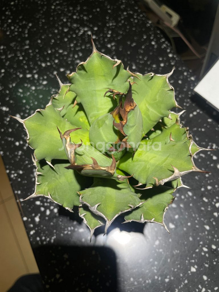 아가베 드워프, 필리그리--3