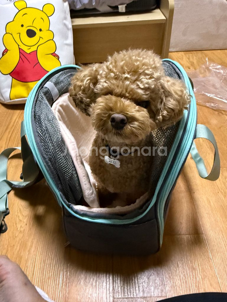강아지,고양이 확장형, 백팩, 이동 캐리--5