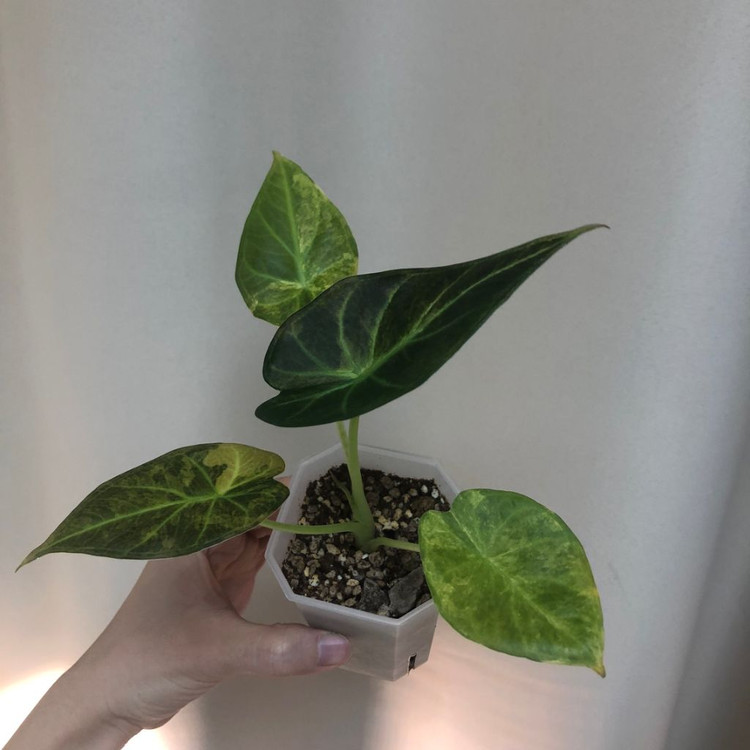 알로카시아 레갈쉴즈 옐로우 바리에가타--1