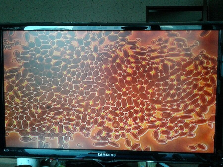 칼자이즈위상차현미경 대여렌탈 이미지