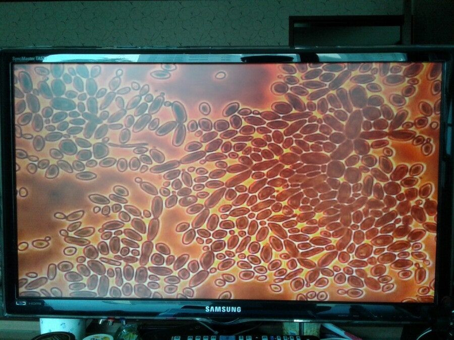 칼자이즈위상차현미경 대여렌탈 이미지