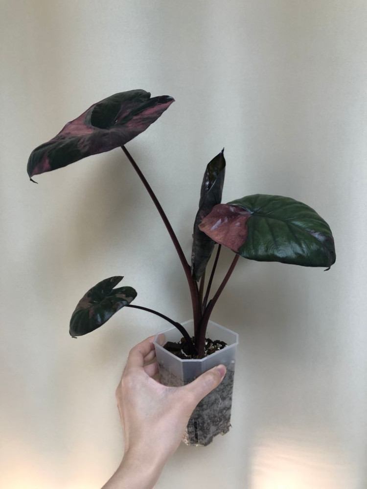 초무천) 알로카시아 세렌디피티 바리에가타--1