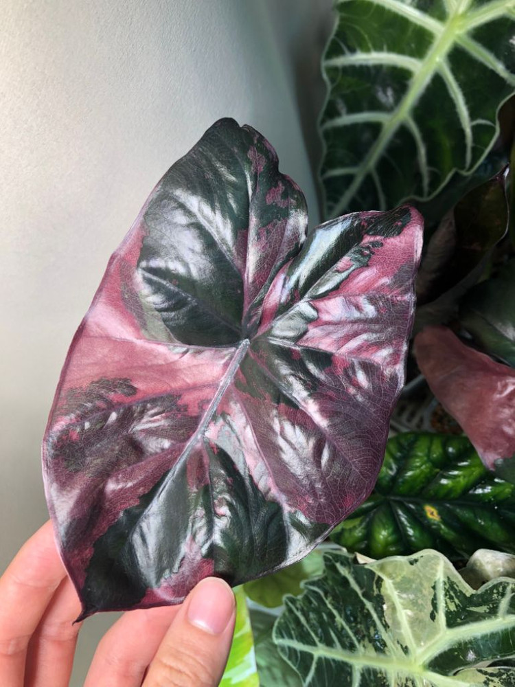 초무천) 알로카시아 세렌디피티 바리에가타--2