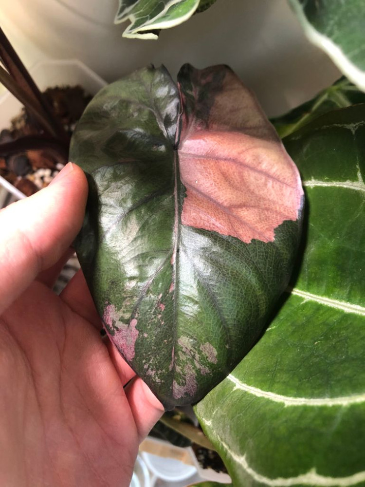 초무천) 알로카시아 세렌디피티 바리에가타--4