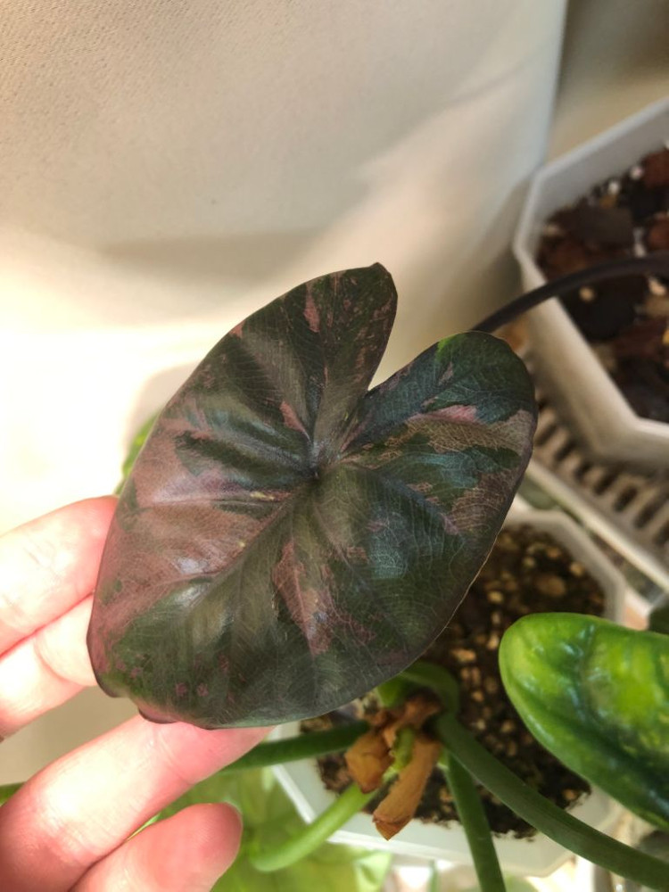 초무천) 알로카시아 세렌디피티 바리에가타--5