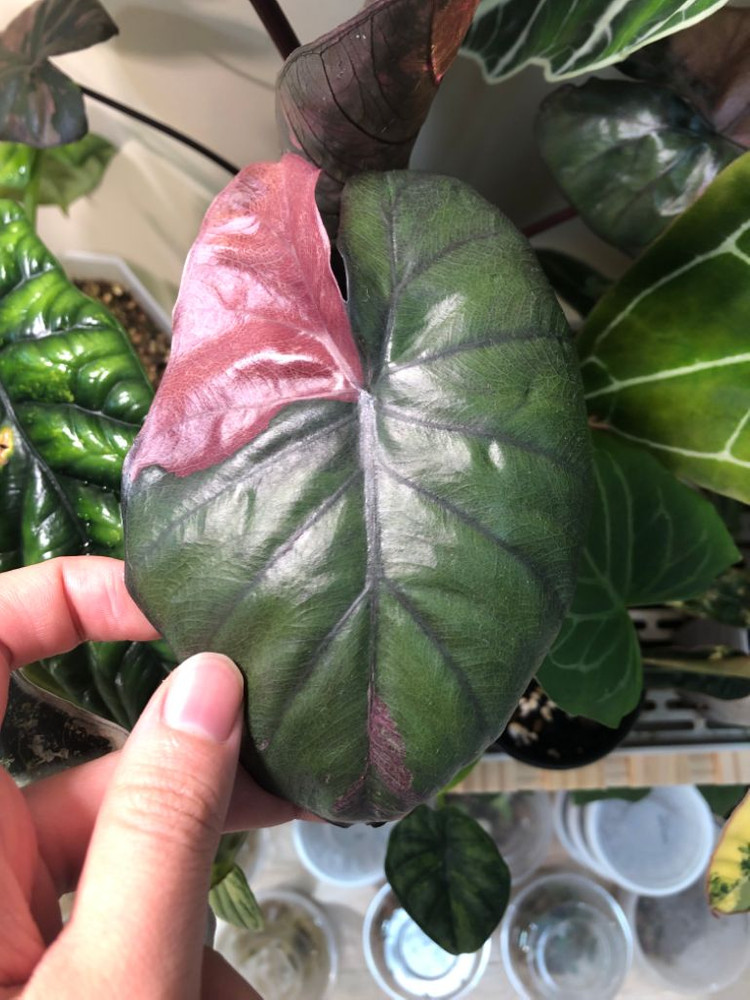 초무천) 알로카시아 세렌디피티 바리에가타--3