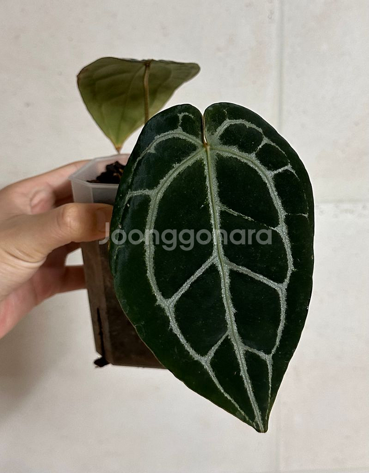 안스리움 닥터블락 미쉘--1