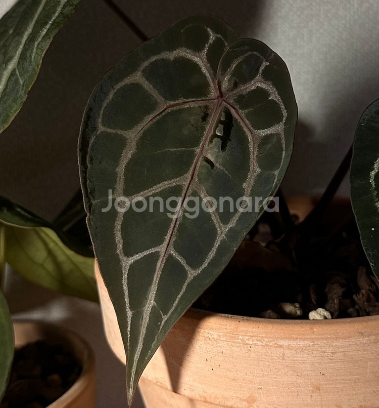 안스리움 닥터블락 미쉘--0