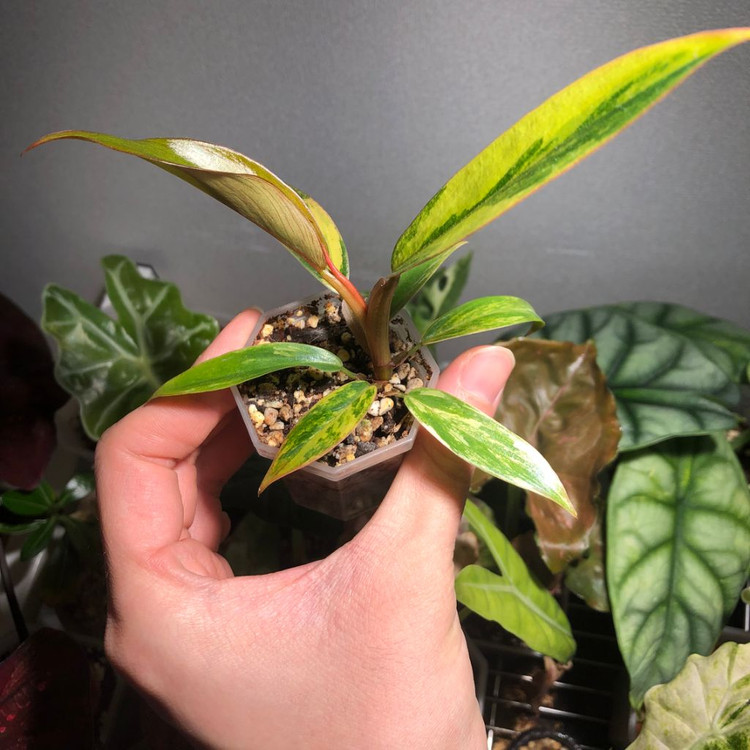 s급)필로덴드론 카라멜마블 바리에가타--2