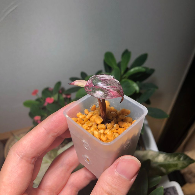 초무천) 알로카시아 세렌디피티 바리에가타--6