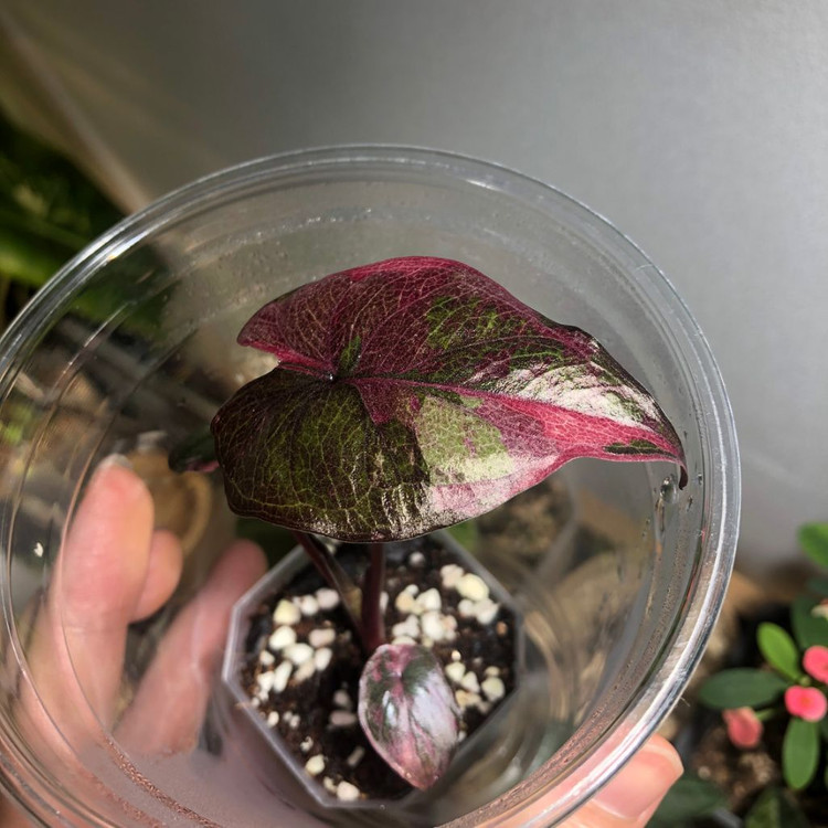 초무천) 알로카시아 세렌디피티 바리에가타--7