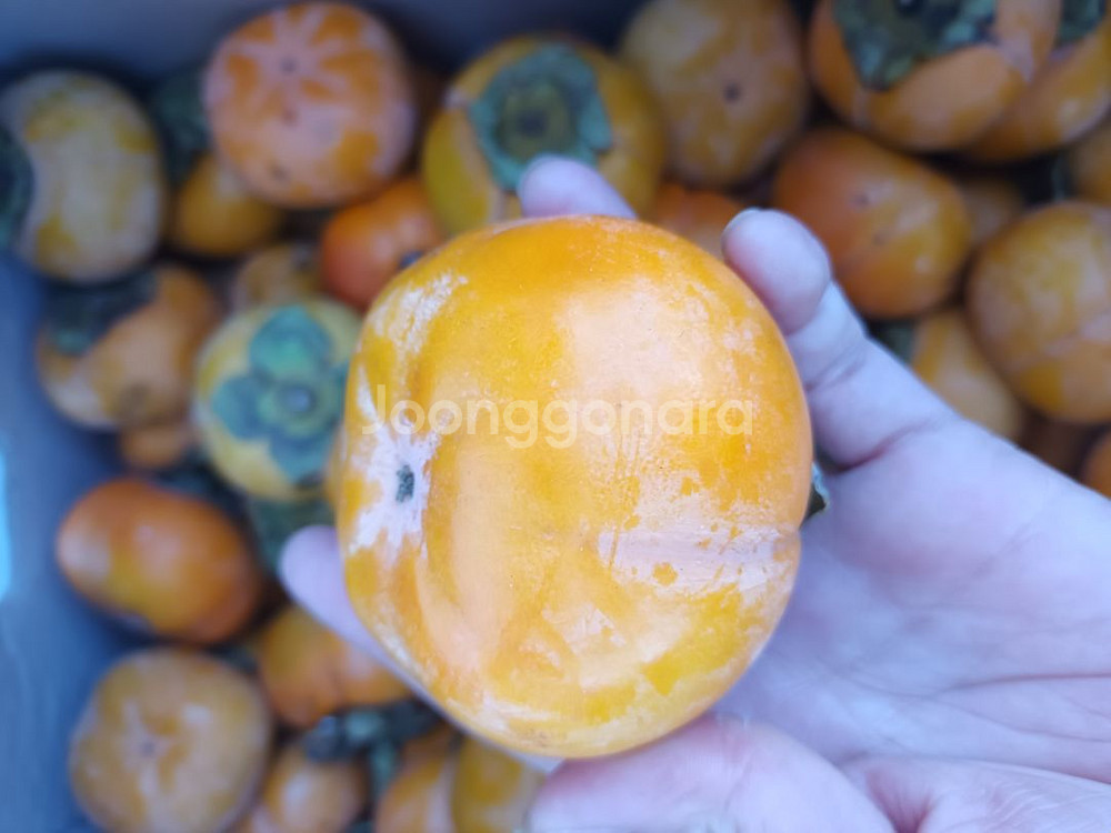 맛좋은 상주 단감 10KG--1