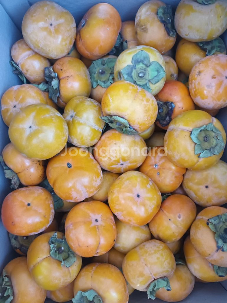 맛좋은 상주 단감 10KG--3
