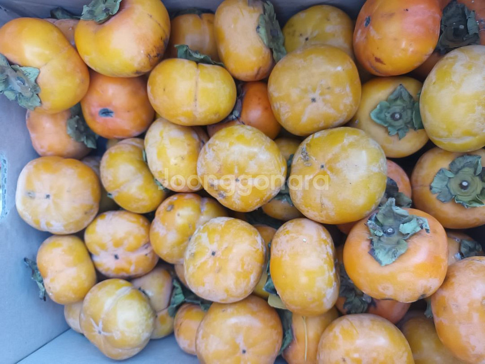 맛좋은 상주 단감 10KG--2