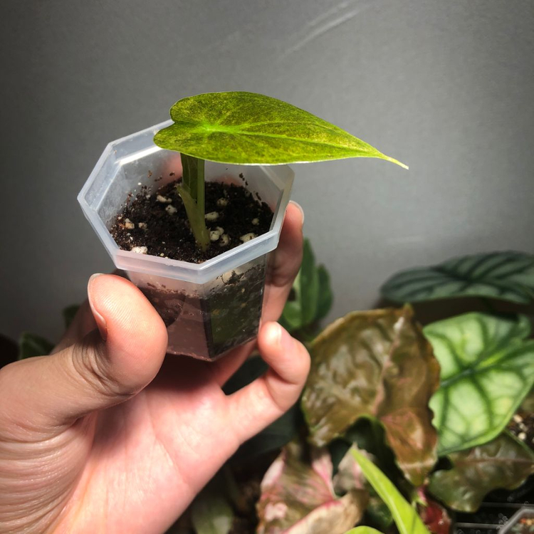 알로카시아 골든본 바리에가타--1