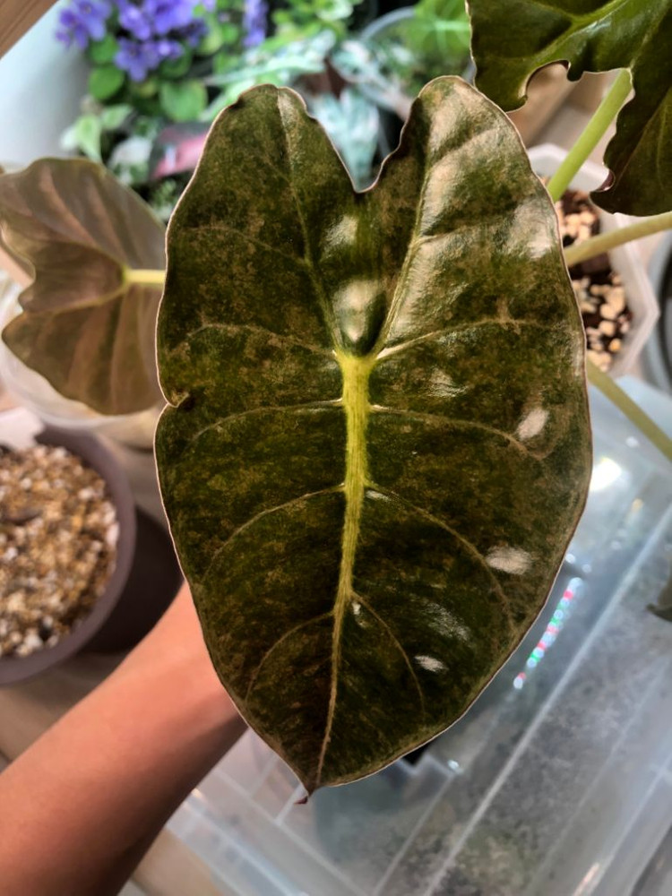 알로카시아 골든본 바리에가타--3