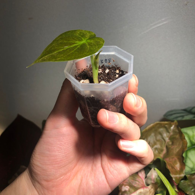 알로카시아 골든본 바리에가타--2