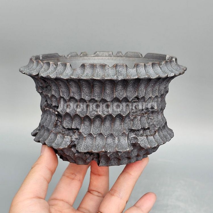 코덱스팟 S(아프리카식물 그락 괴근식물 선인장 화분)--1