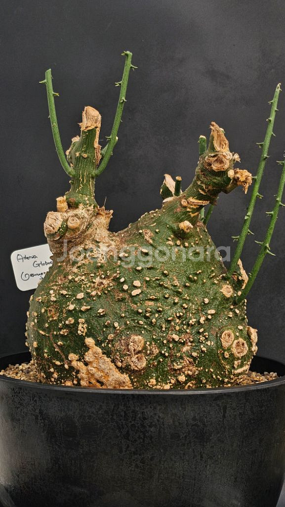 아데니아 글로보사 (아프리카식물/코덱스)--1