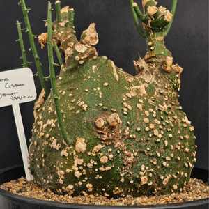 아데니아 글로보사 (아프리카식물/코덱스)