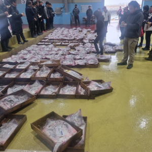 생선탈피기 세절기 구합니다 직거래원해요