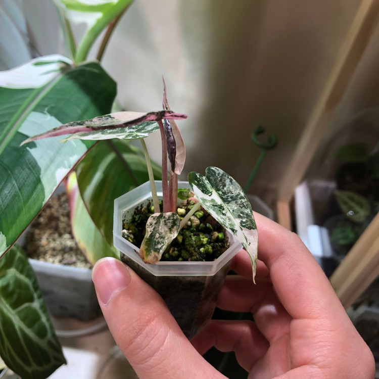 무천) 알로카시아 밤비노 스노우민트 바리에가타--1