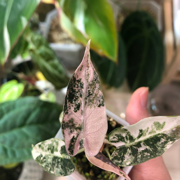 무천) 알로카시아 밤비노 스노우민트 바리에가타--6