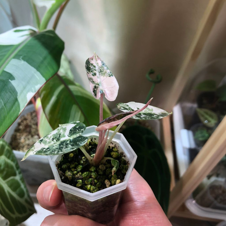 무천) 알로카시아 밤비노 스노우민트 바리에가타--3